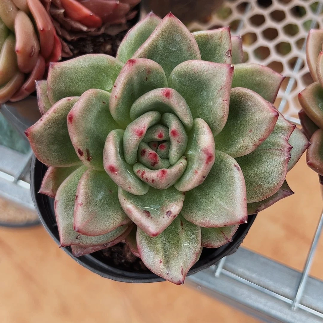 6-21-4探戈石化多肉植物