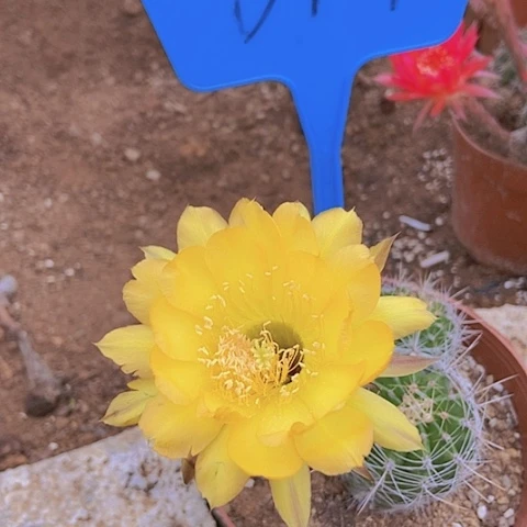 花****?仙人掌彩草B427