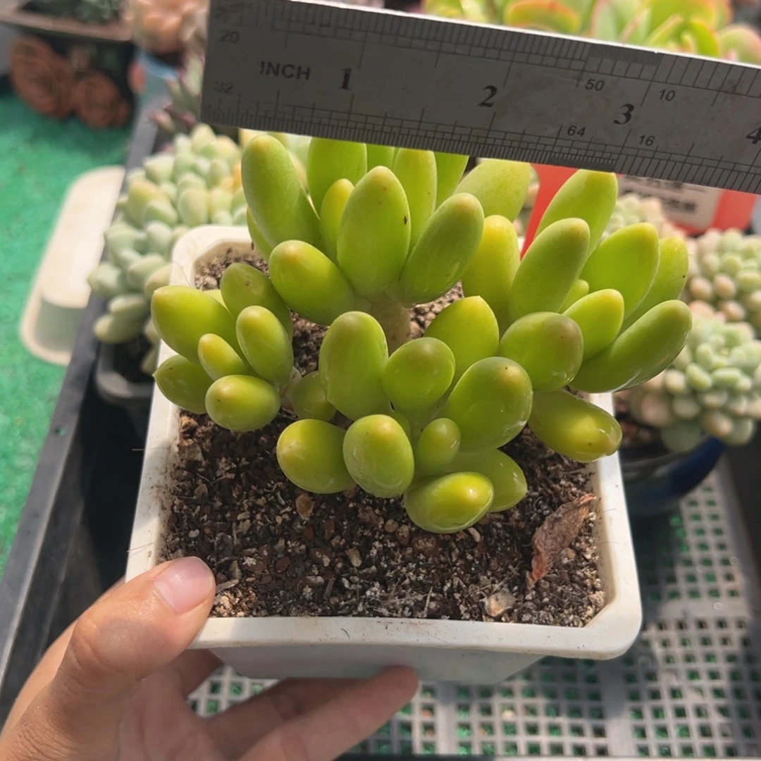 表妹精品多肉植物268.