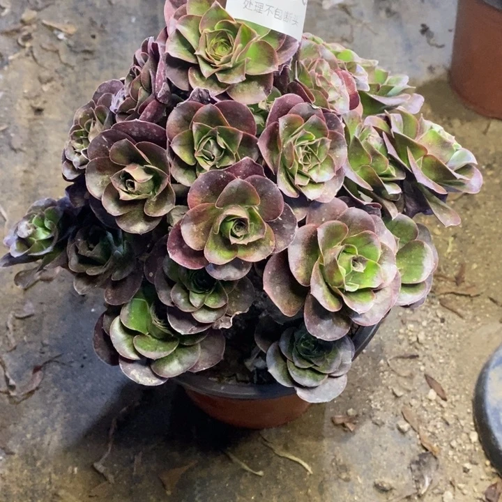 魅金多肉断头不包3930