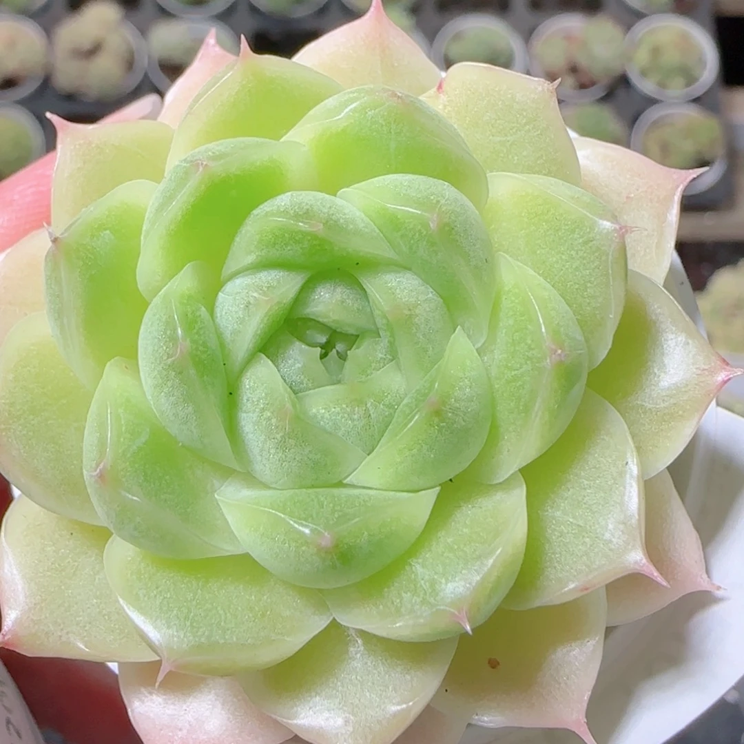 花语逸镜1026-428