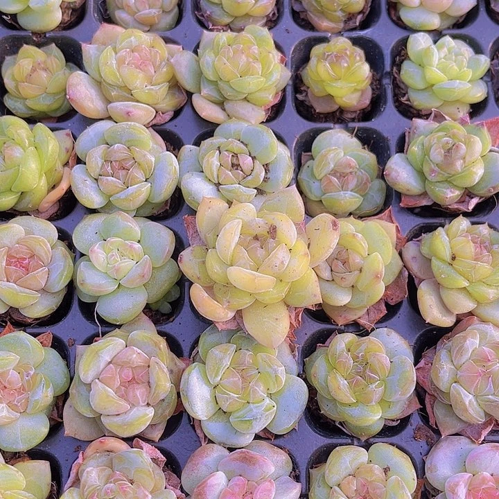 精品海梦多肉植物