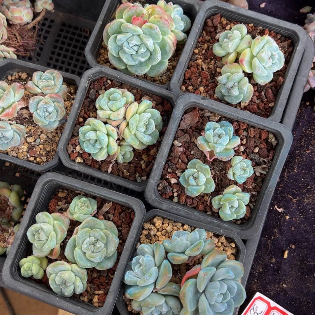 新年快乐7个 新年快乐