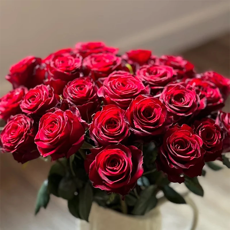 【红玫瑰福利】高原红玫瑰云南昆明基地鲜花鲜花直播间现场直播卖花