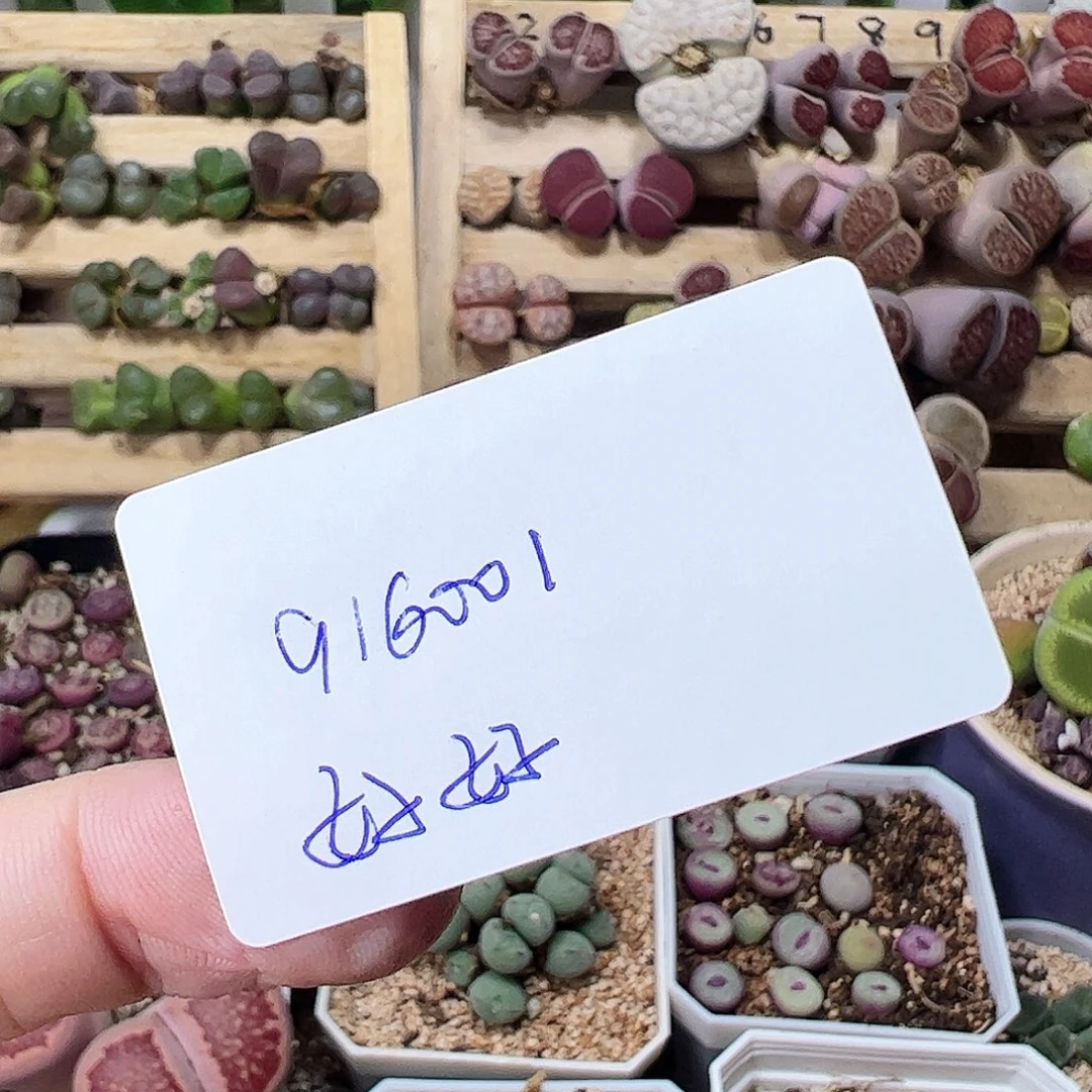 无花朵你**～916001/拿铁多肉植物馆