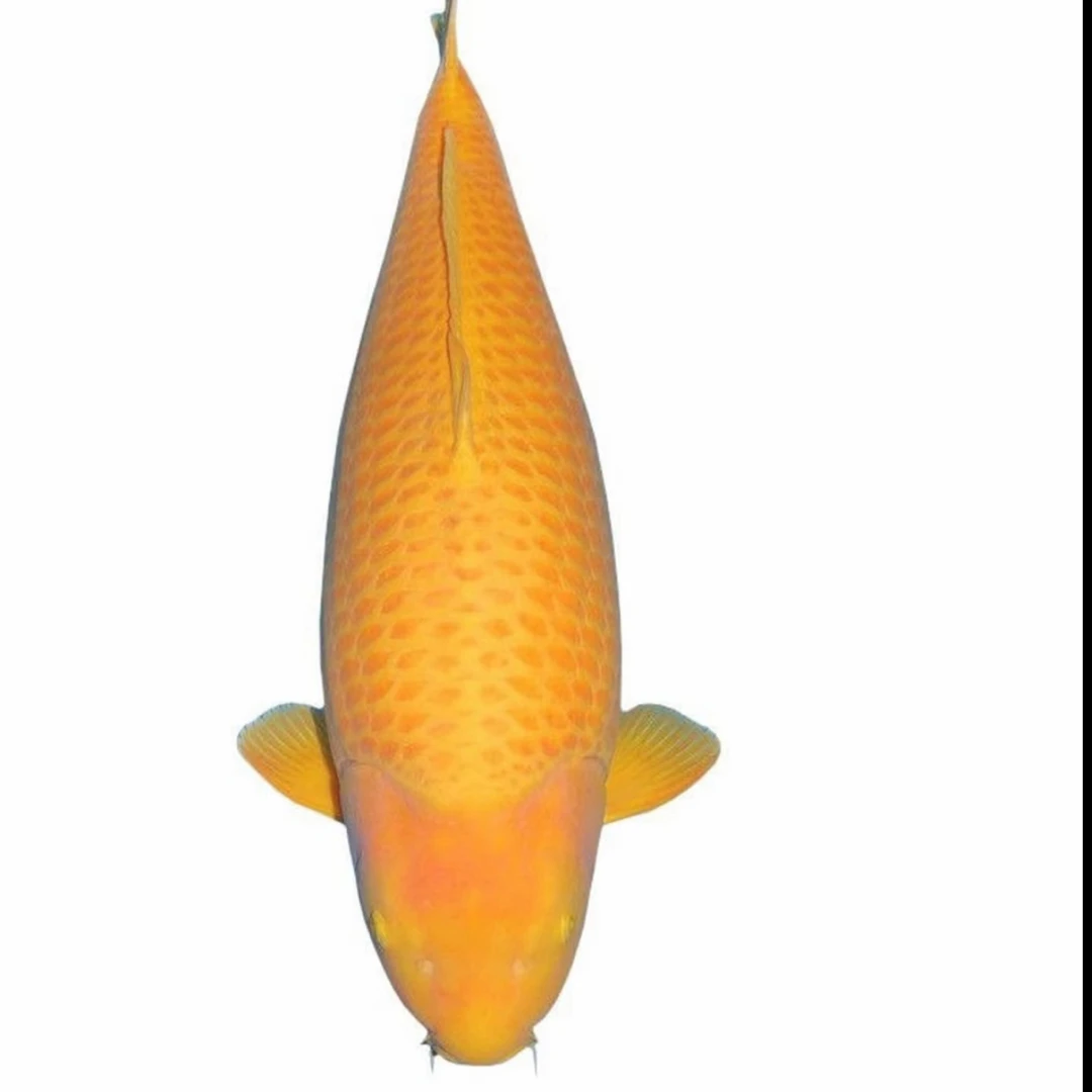 精品锦鲤观赏鱼好养耐活花色多样适合池养招财招好运1mm