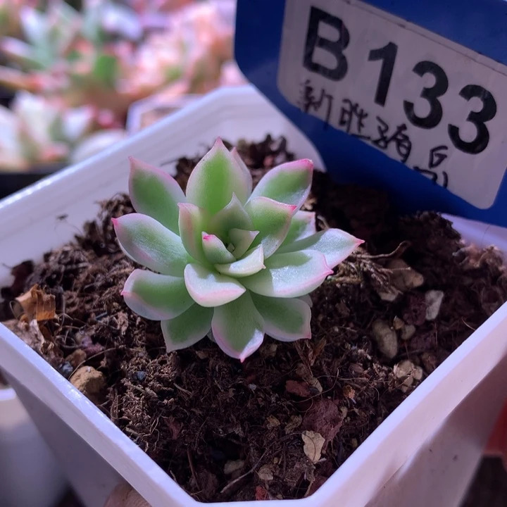 新胜骑兵覆轮锦有根