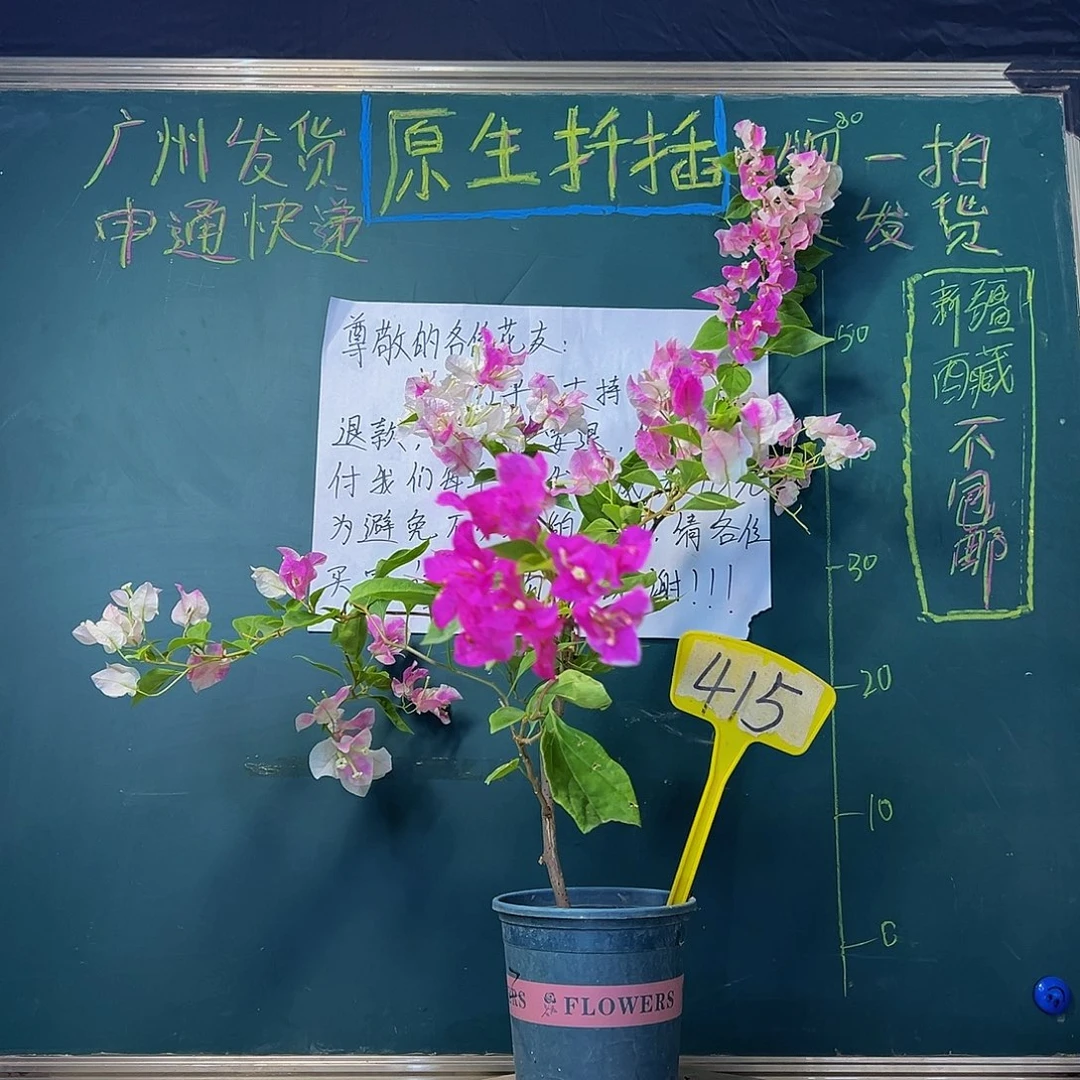 当前无花栽培后可以开花 福利 漳红樱 飘枝  415