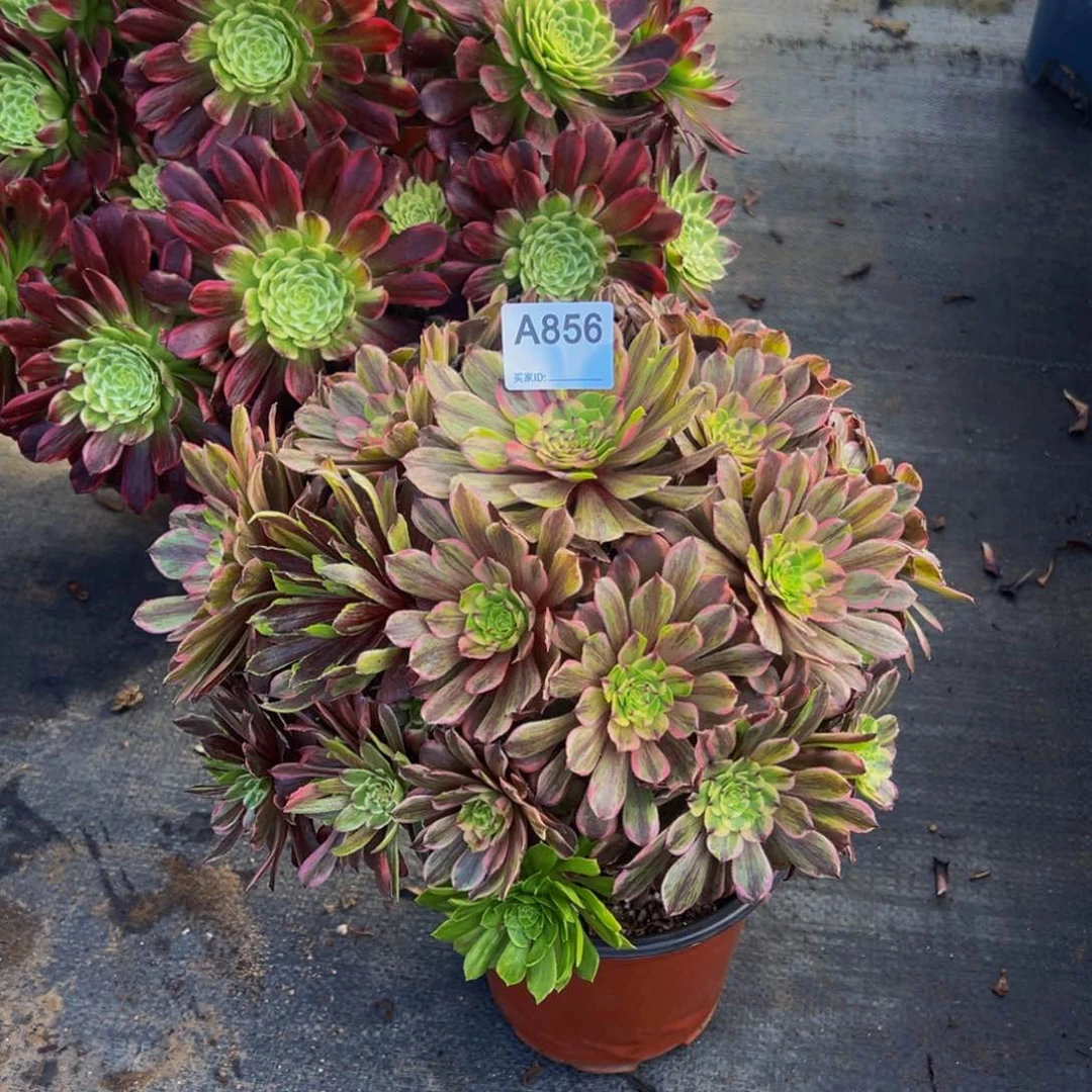 非***?856花脸粉黛法师，多肉植物