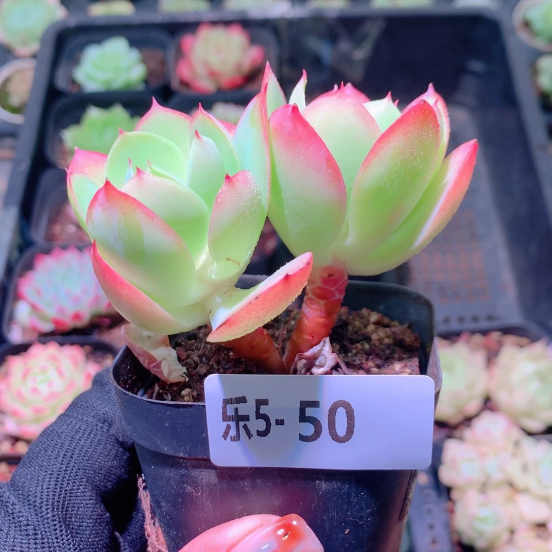 乐然 5-50 桃花石