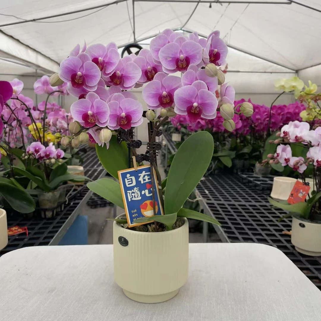 《宝贝》精品蝴蝶兰 清新脱俗 新手小白可入 桌面款花花 微瑕疵