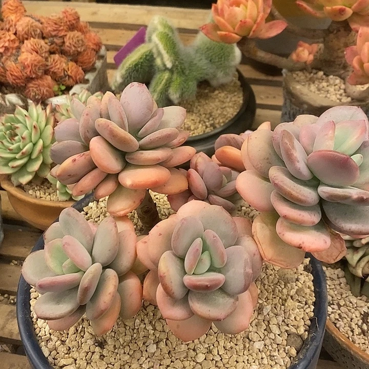 多肉植物植物肉肉