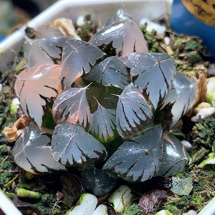 813水晶玉露锦特选度老师