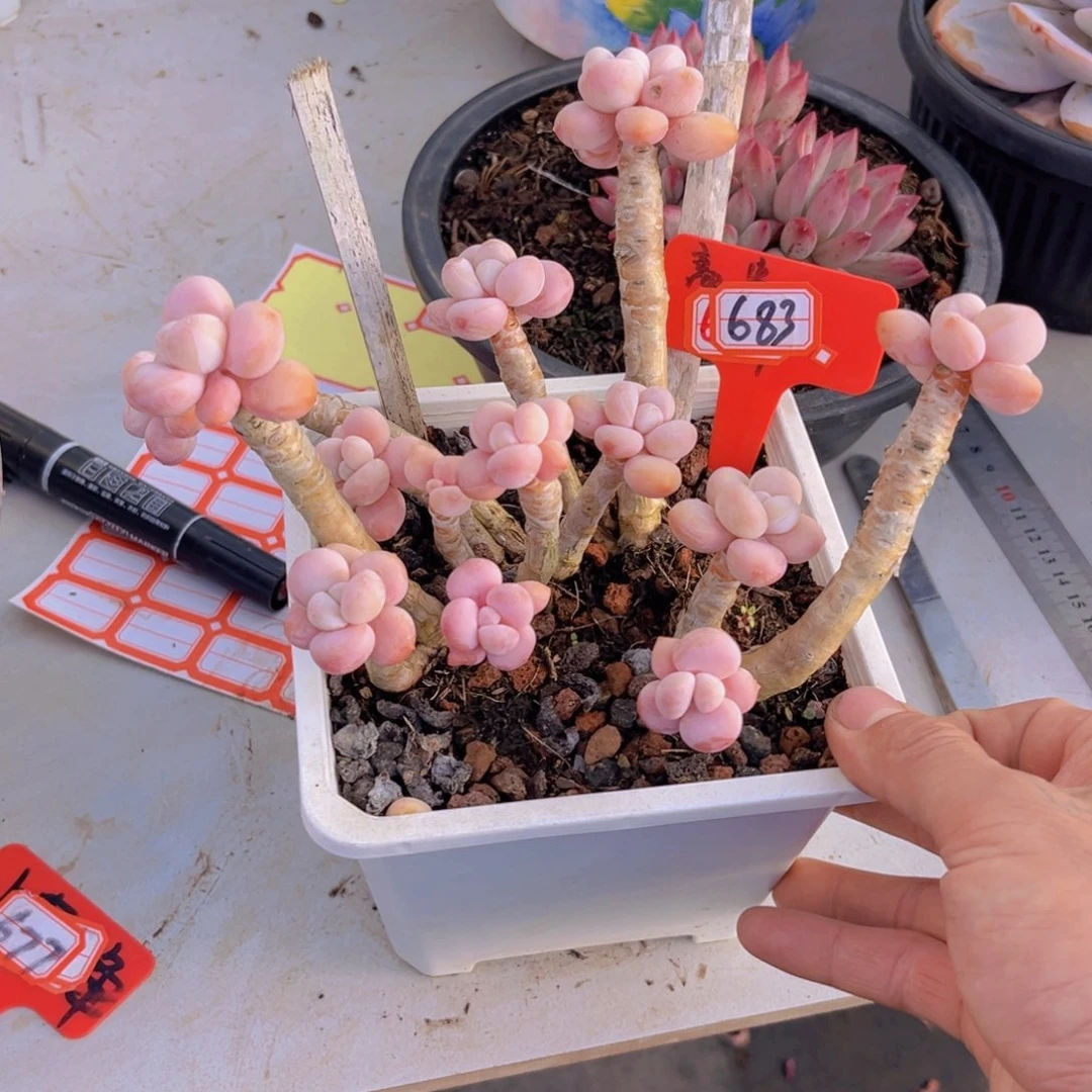 萌**兔洛神683多肉植物