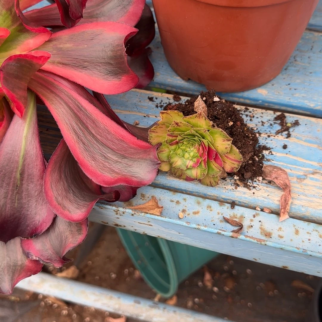 之***之知否小苗多肉植物583