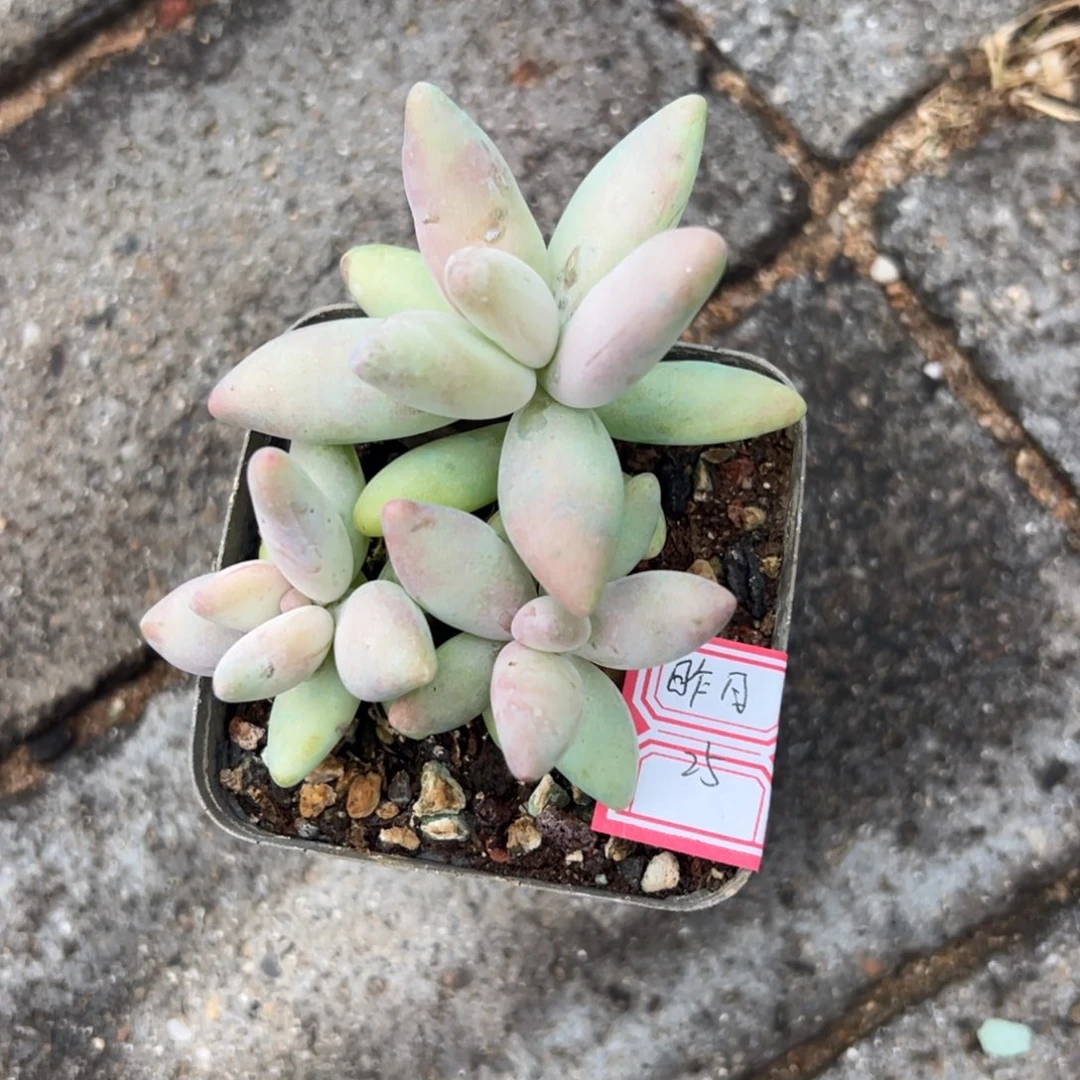 多肉植物多肉植物