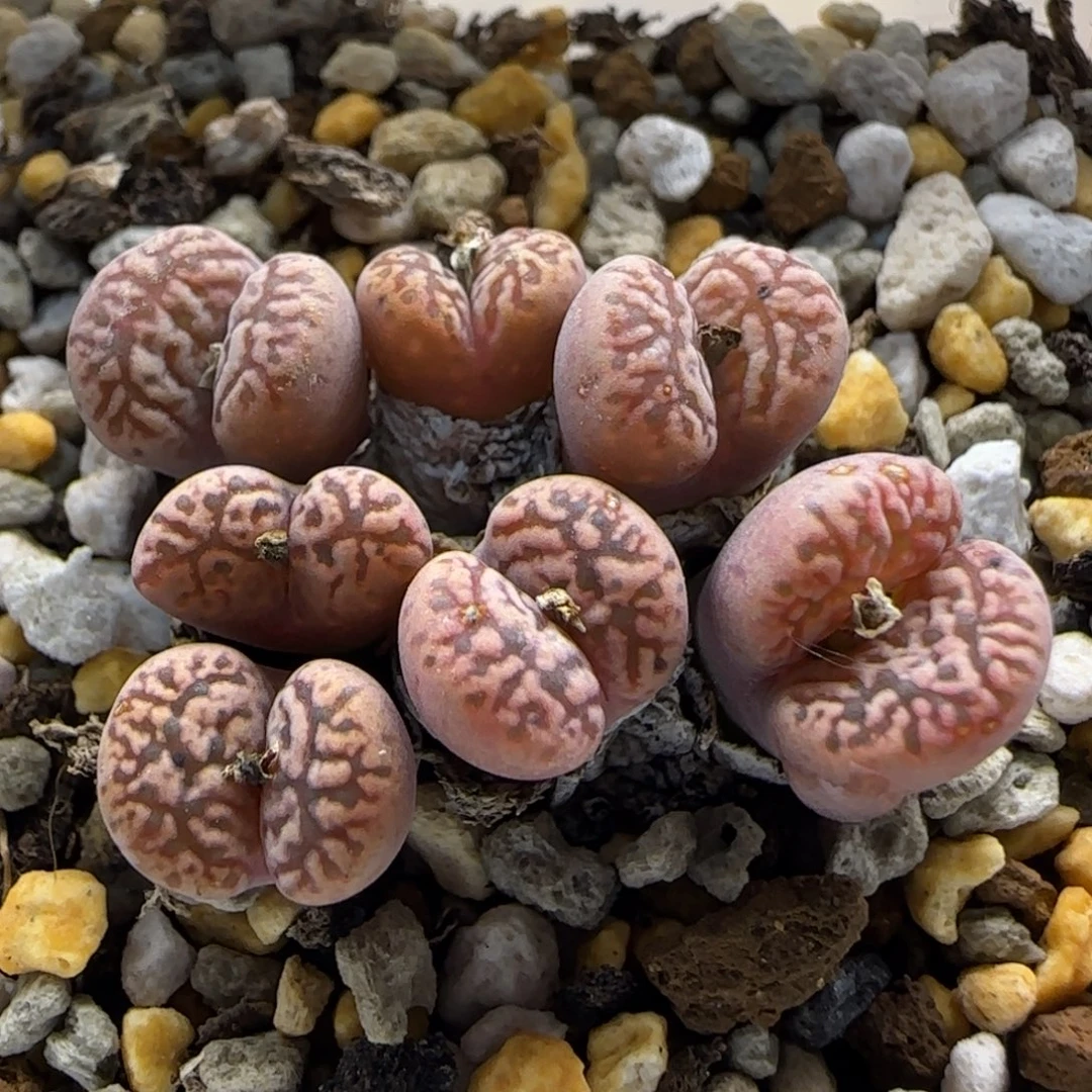 10-13-1-4当天满38包邮7头勋章脱土