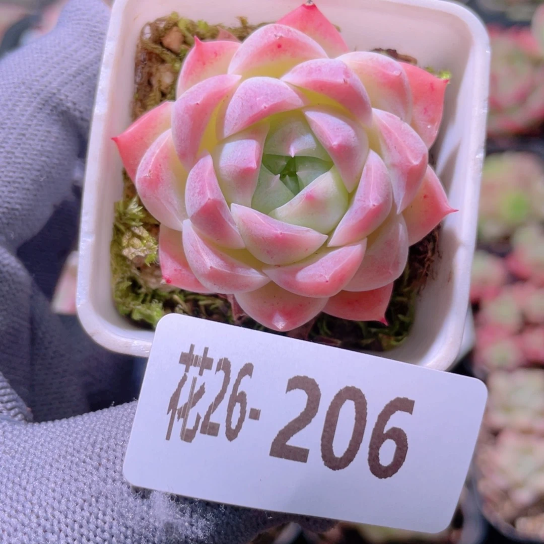花利美26-206美瞳