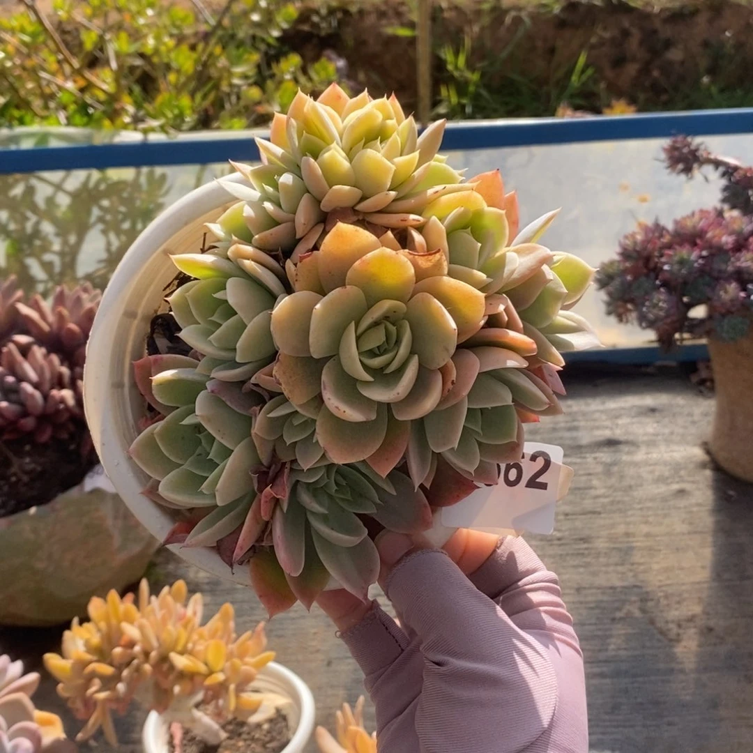 5662厚叶丝绸面纱缀化一物一拍