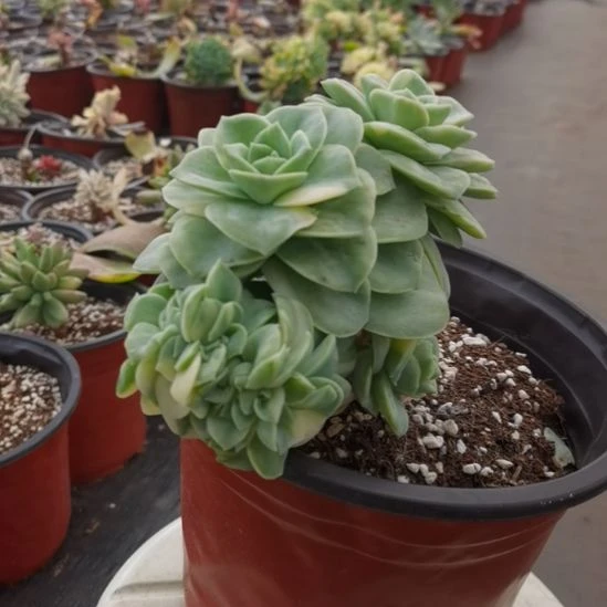 可爱玫瑰白覆轮锦缀化捌下来发货