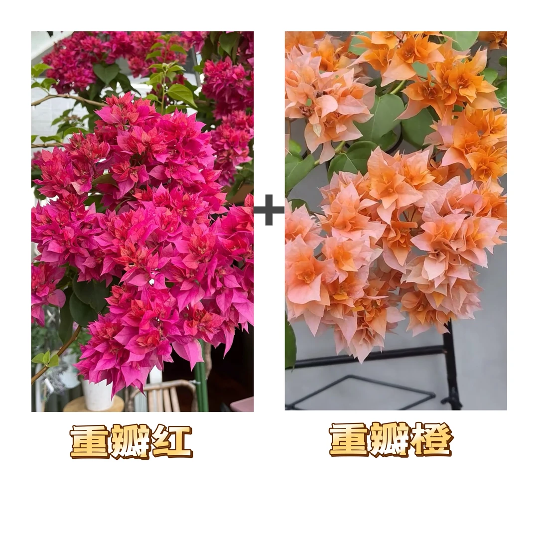 （重瓣红+重瓣橙）三角梅四季开花可爬藤垂吊阳台庭院可养