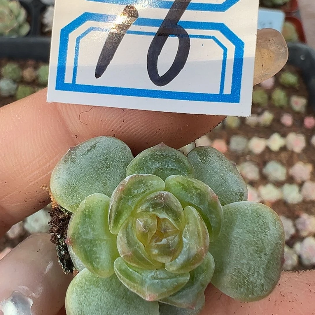 16 满19.9包邮非偏远地区