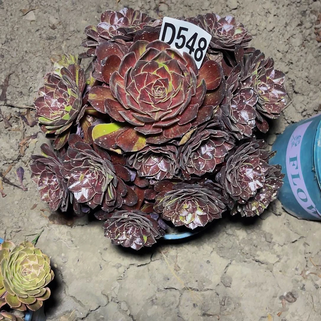 花月夜15//-33包邮