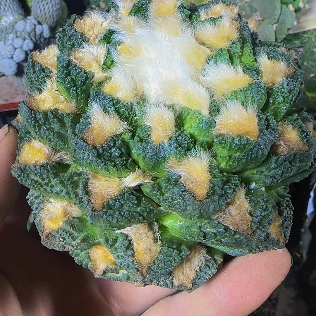 螺旋龟甲607仙人球