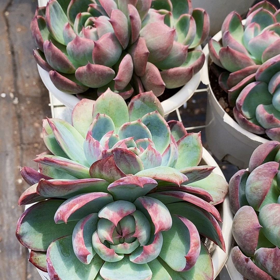 惊鸿仙子双头起发精品