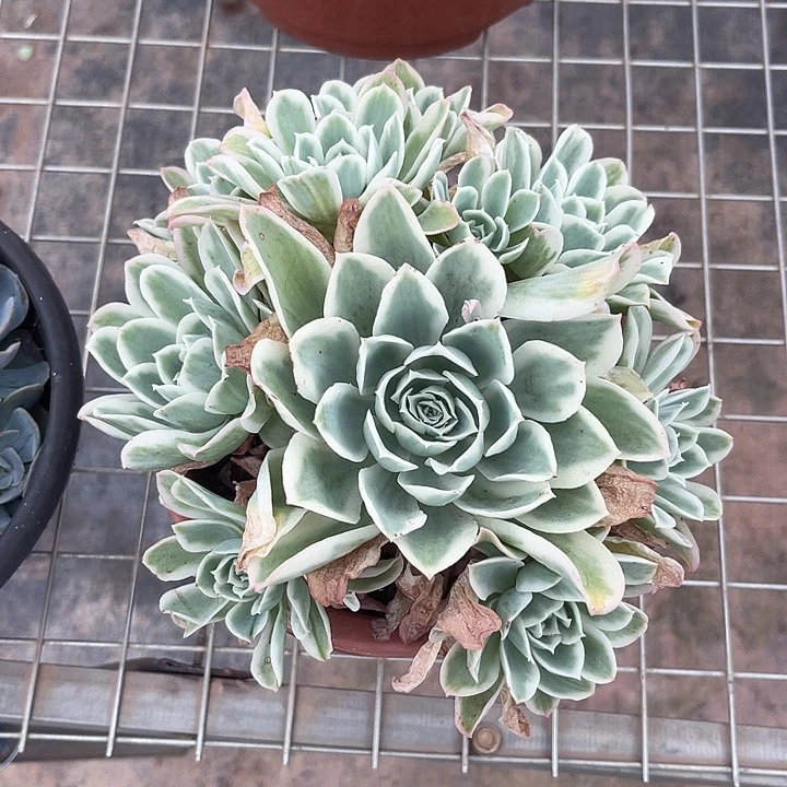 晨语多肉，一物一拍锦