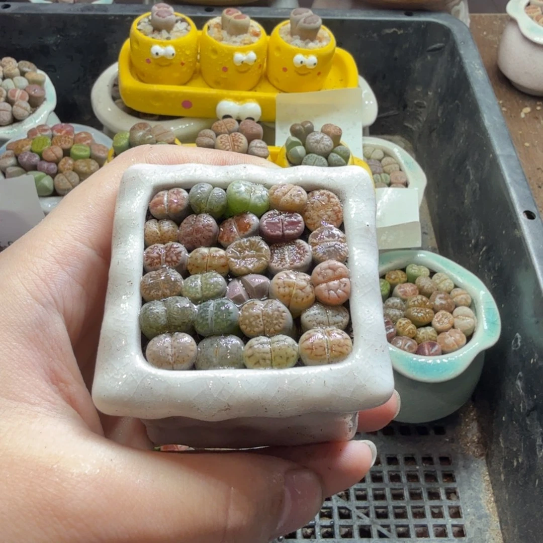 多肉植物的生长发育637