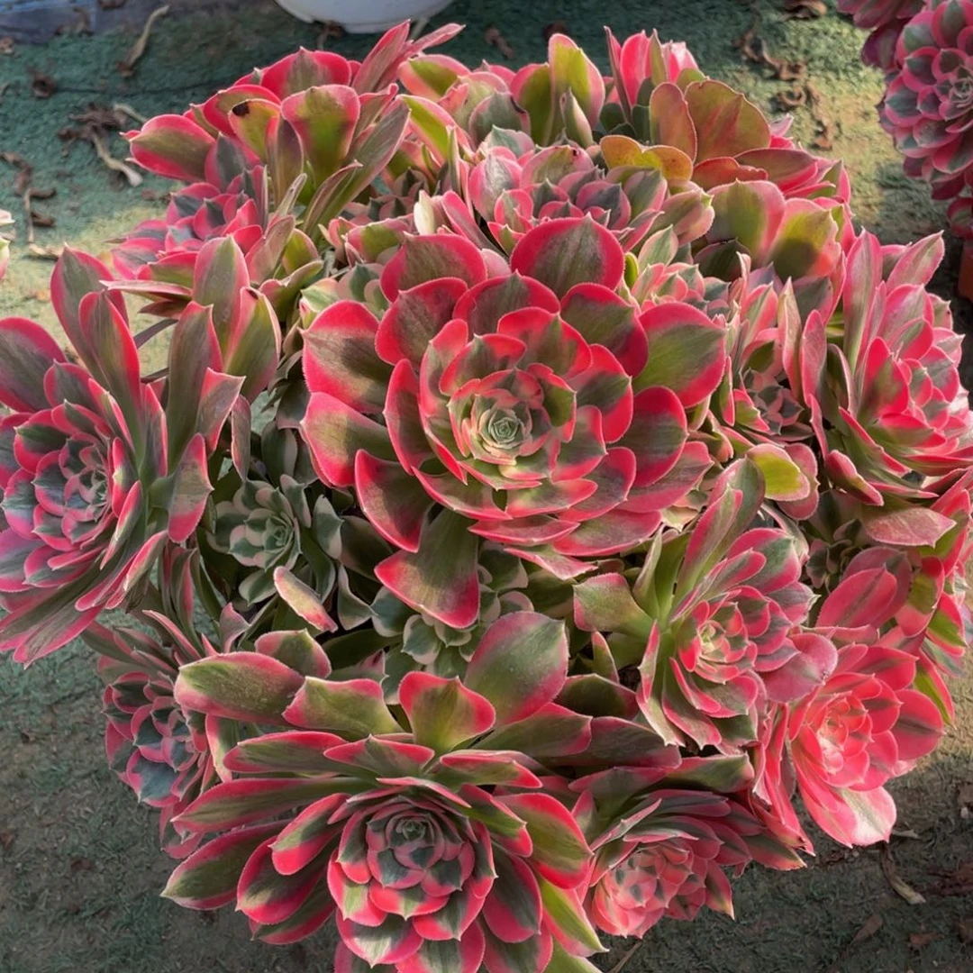 544初恋大捧花精品法师多肉