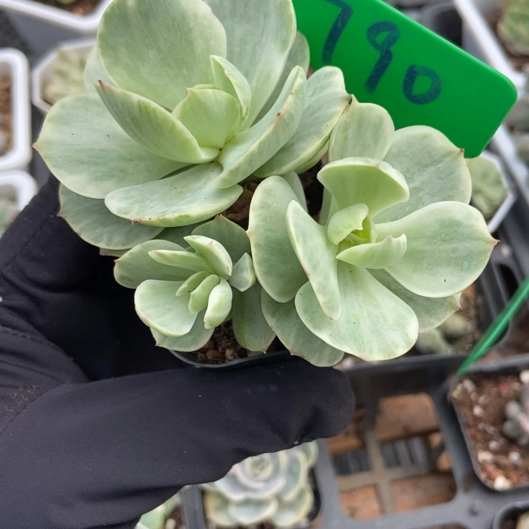 790碧桃多肉植物保护