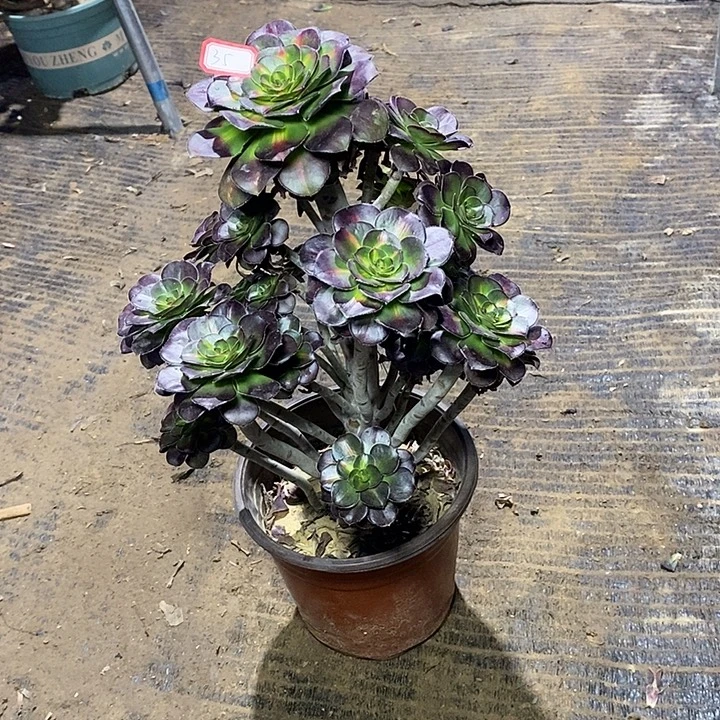 35，晚霞多肉法师多肉法师