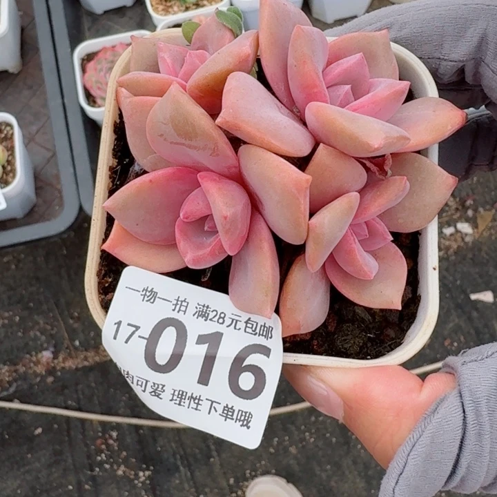 彩虹糖多肉无盆土发货多