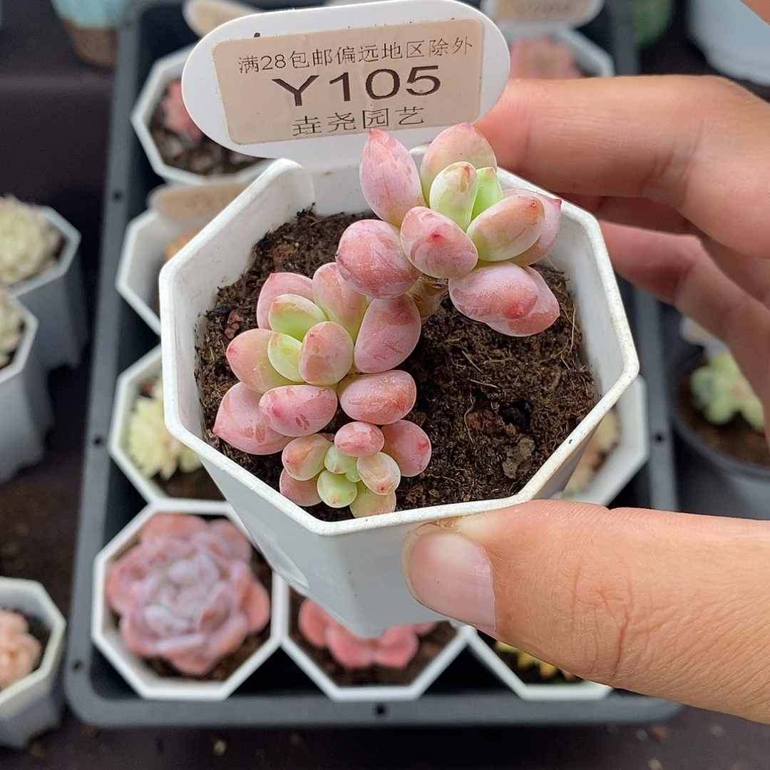 0105 樱花洛神 5cm
