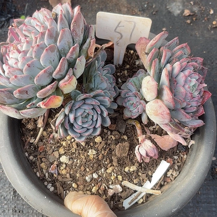 两单包邮，不售后，散，57