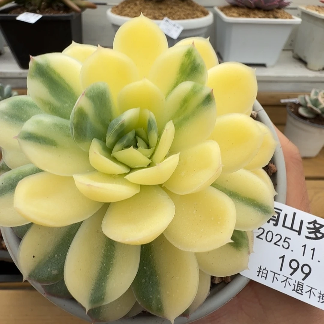 草莓冰锦111118-199