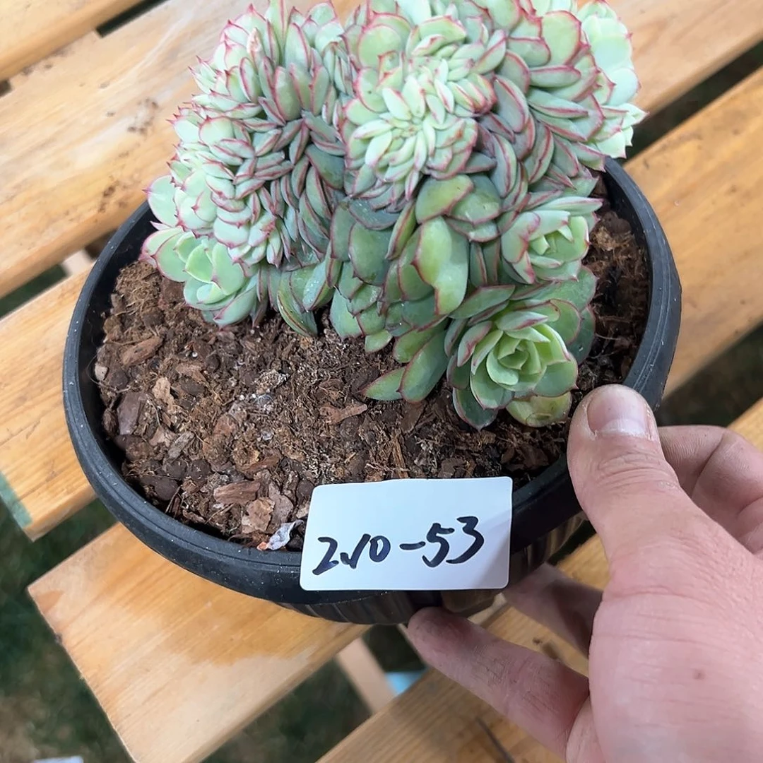 210-53牡丹亭缀化多肉