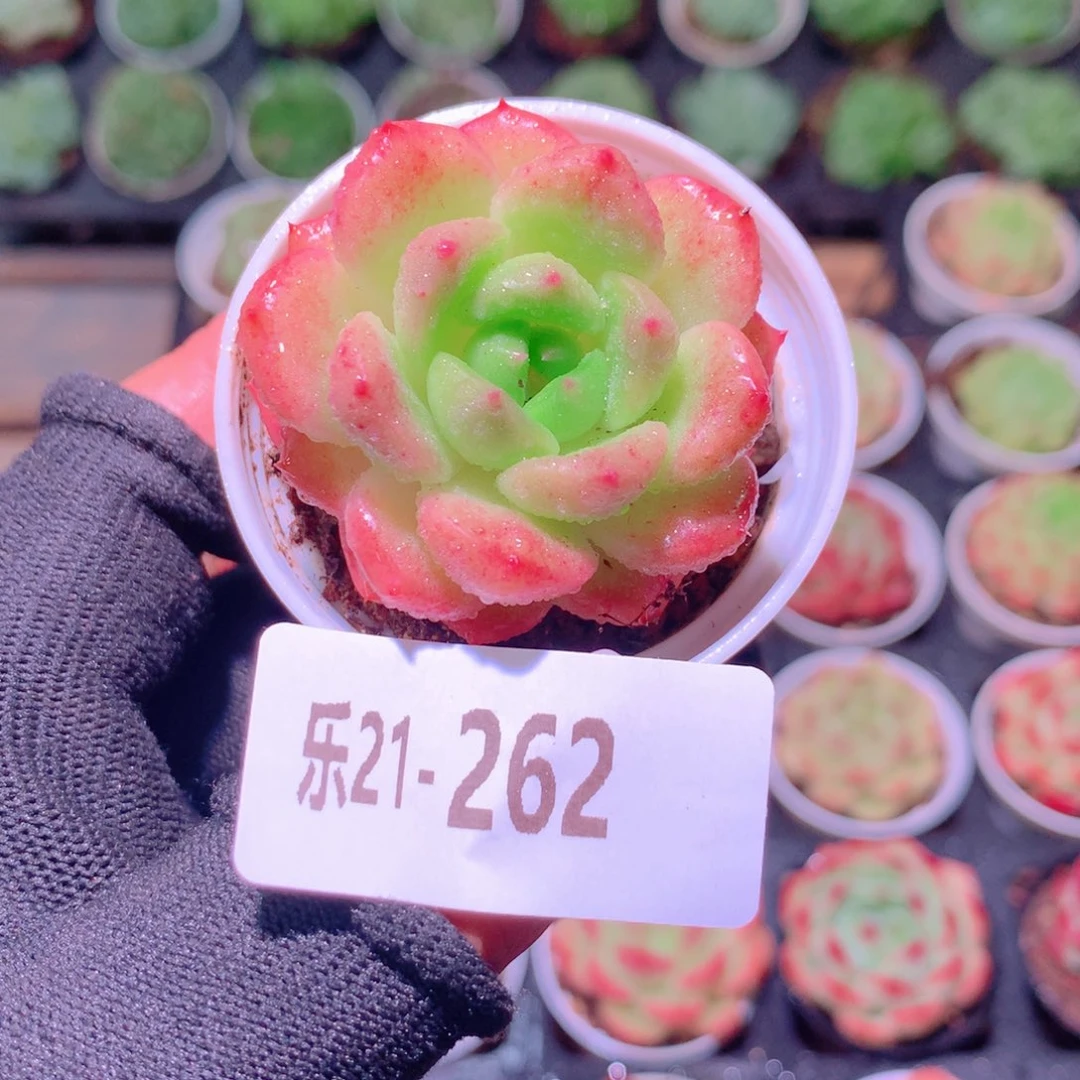 乐然21-262 灵翠