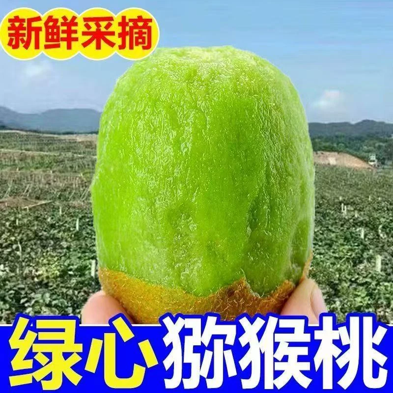 正宗凤凰米良猕猴桃当季新鲜水果猕猴桃中果5斤（Z3）