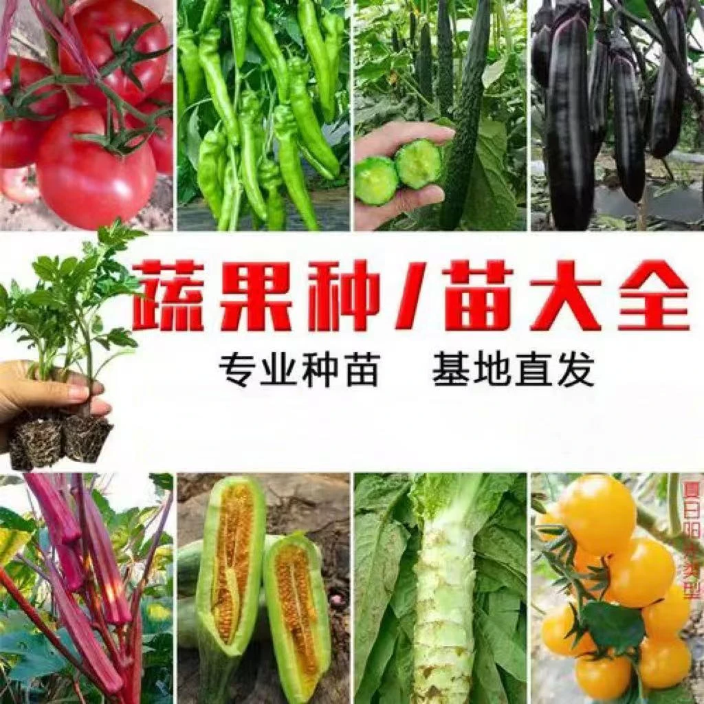 蔬菜苗大全辣椒苗茄子苗番茄苗苦瓜苗丝瓜苗西瓜苗阳台庭院盆栽
