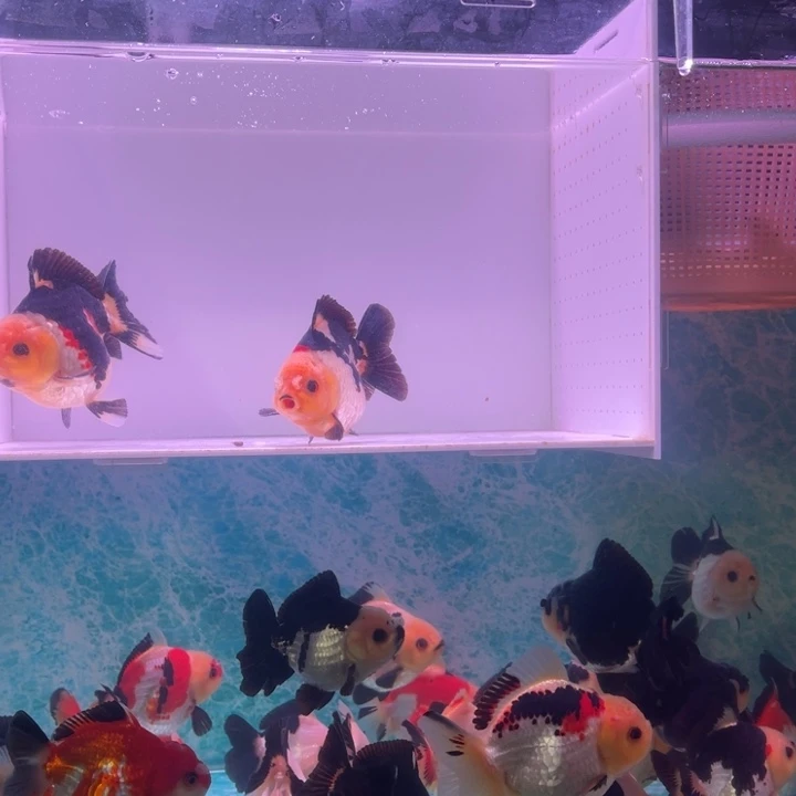 金鱼玛丽金鱼链接