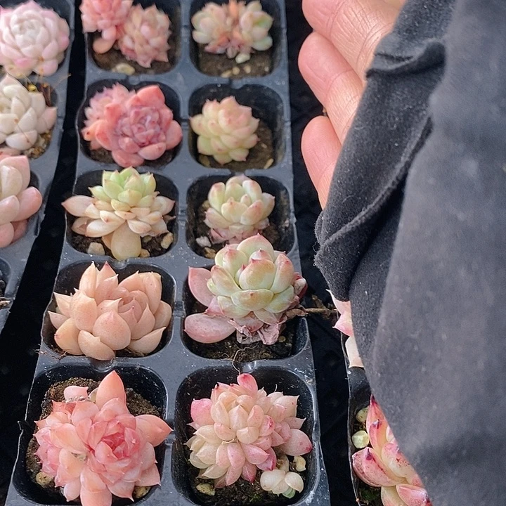 47 多肉植物盆栽花卉植物
