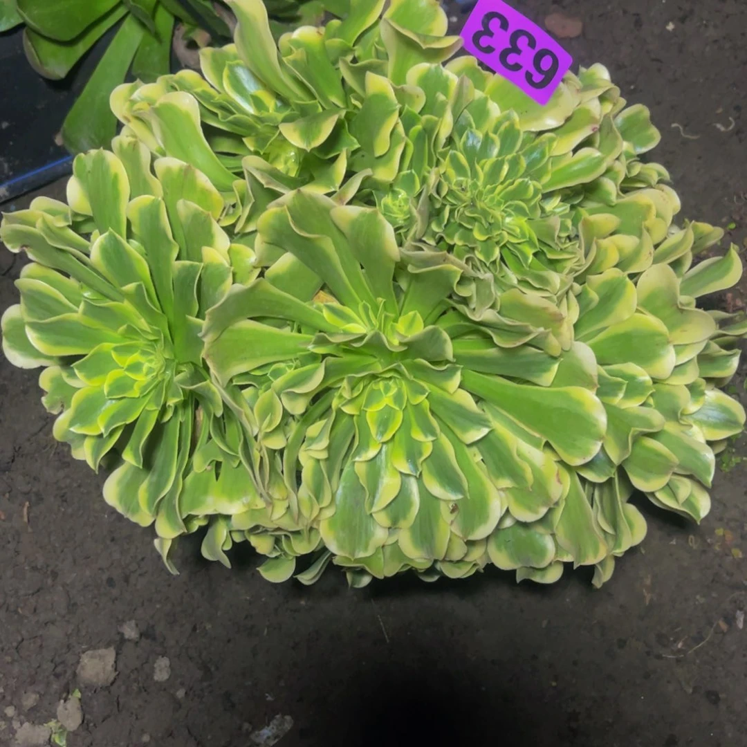 绿豆沙法师28//31包邮