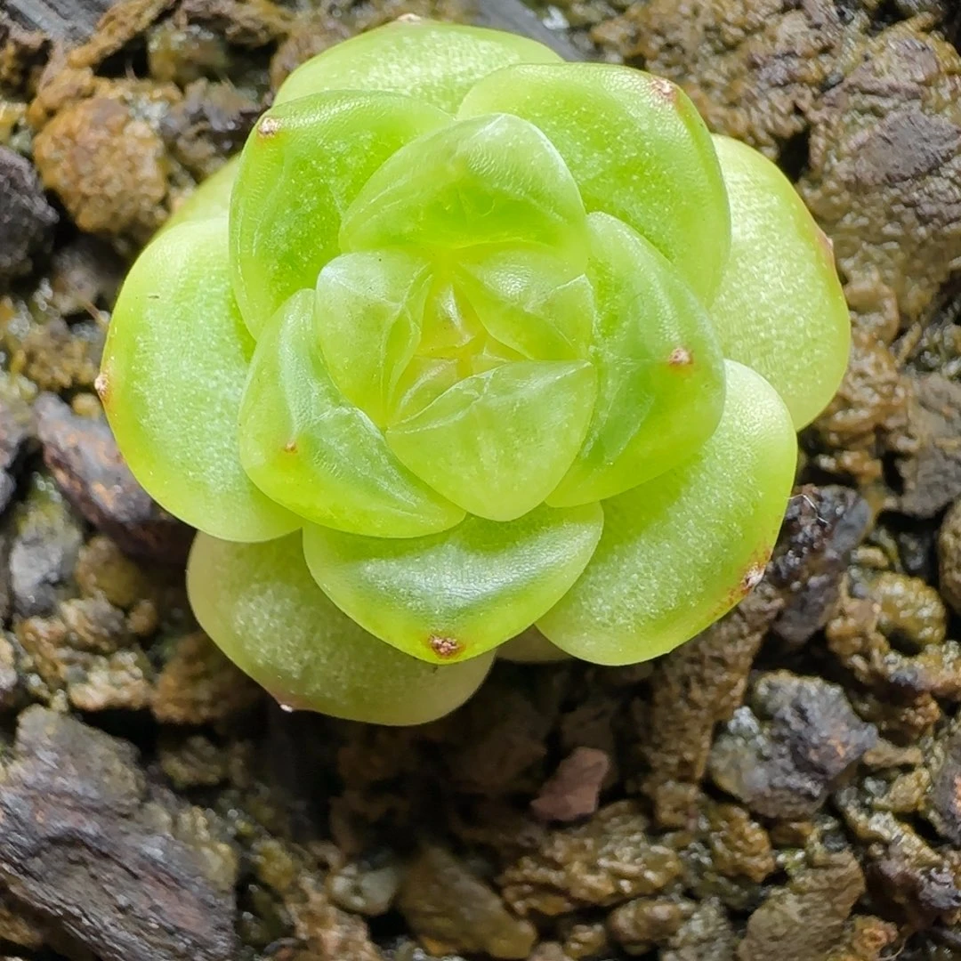 2号珍妮糖心（特价不售后）