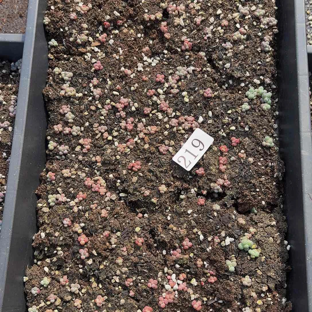多肉植物多肉植物219