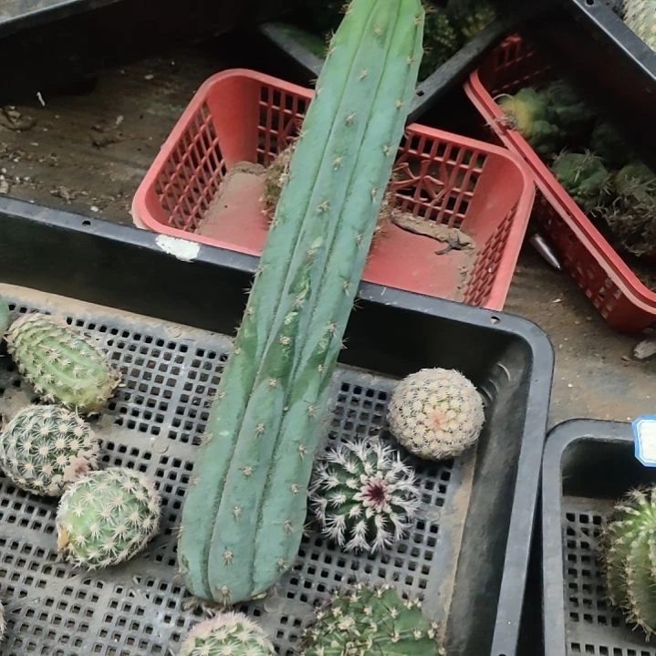 仙人球多闻柱侧芽28公分以上两个