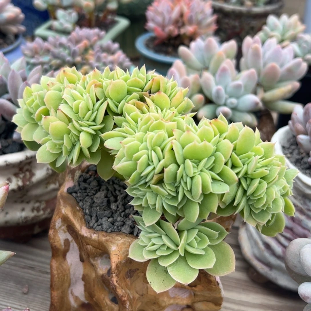 星纳塔缀化小树多肉植物