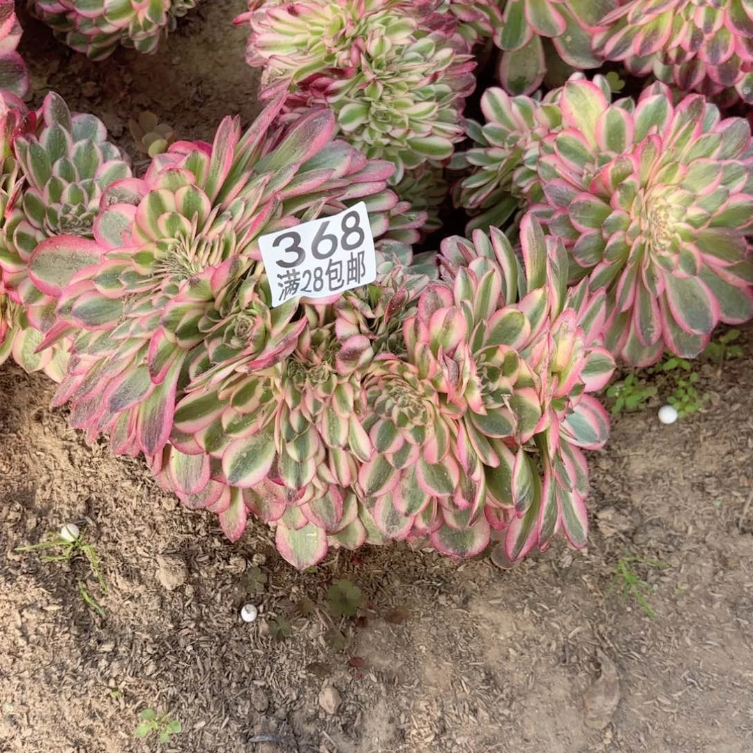 G 368倾城缀多肉